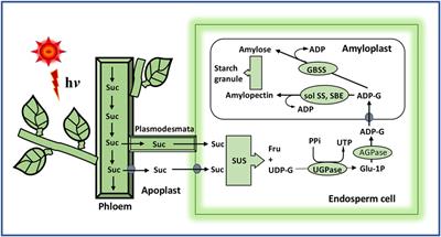 Effect of Panicle Morphology on Grain Filling and Rice Yield: Genetic Control and Molecular Regulation